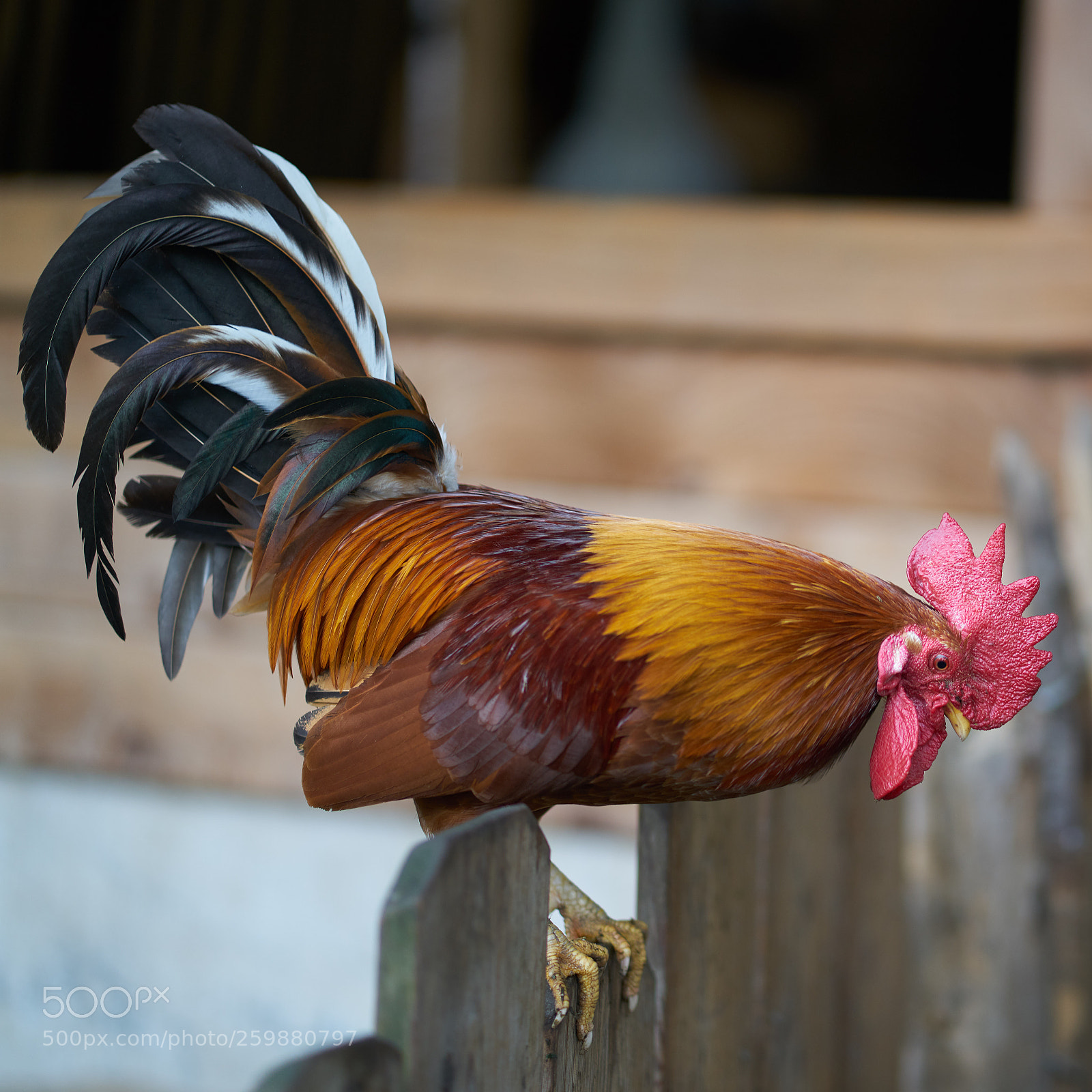 Sony a7R II sample photo. Cock photography