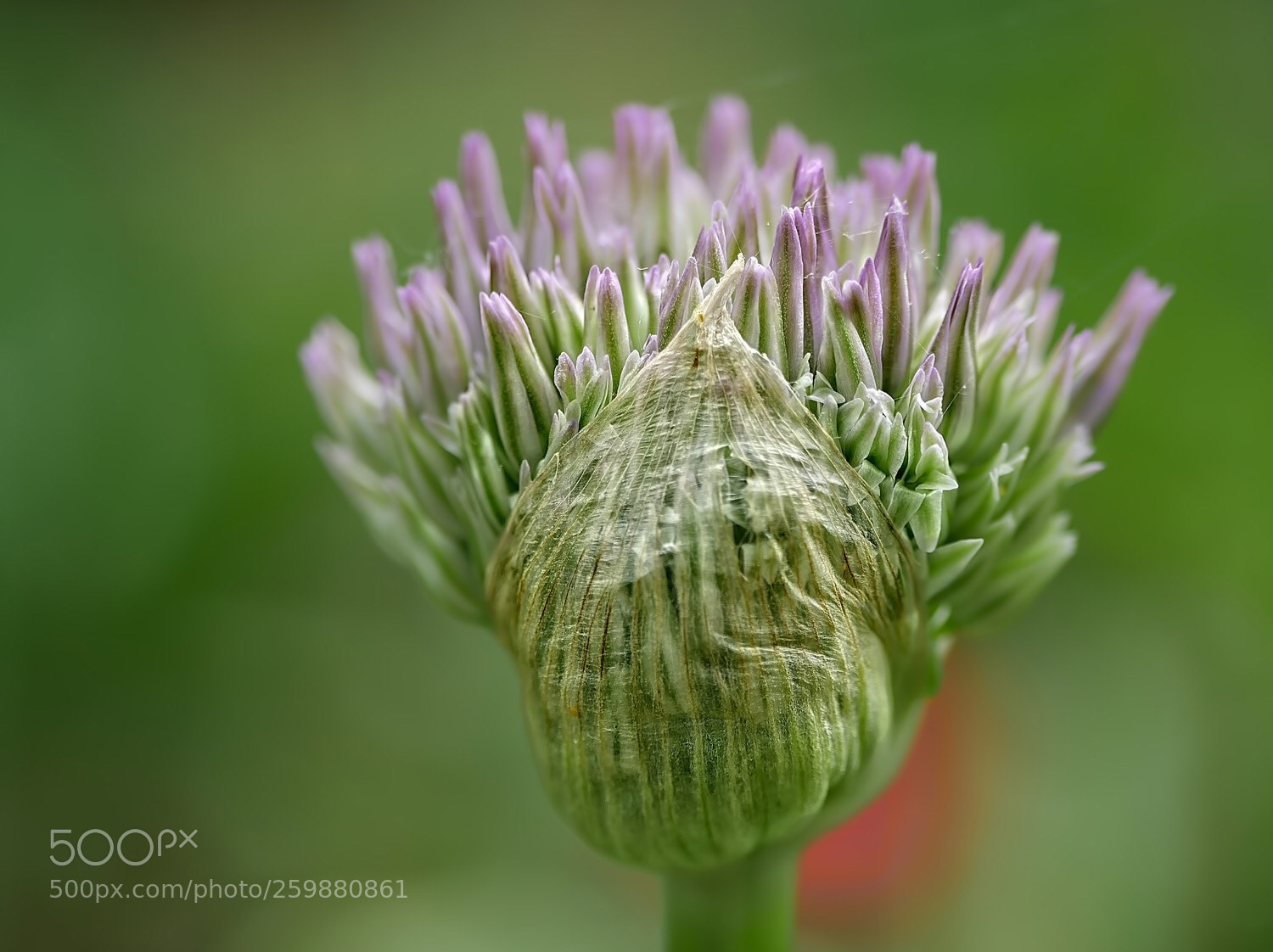 Panasonic Lumix DMC-G7 sample photo. Allium photography