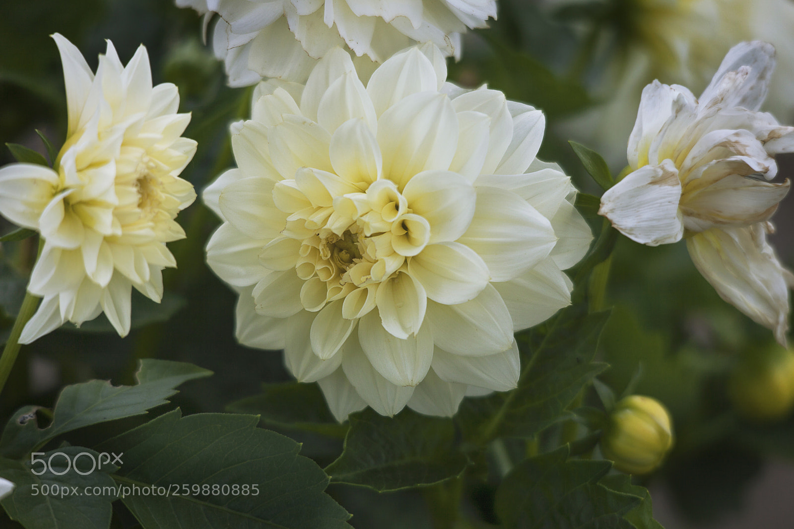 Canon EOS 5D Mark II sample photo. White dahlia, elegance and photography