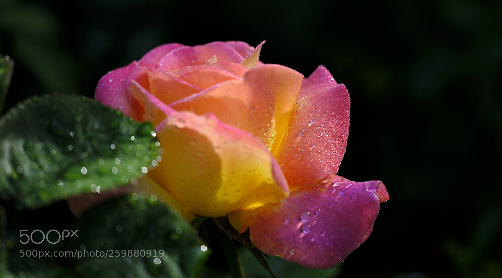 Fujifilm X-T2 sample photo. Rose & dew photography