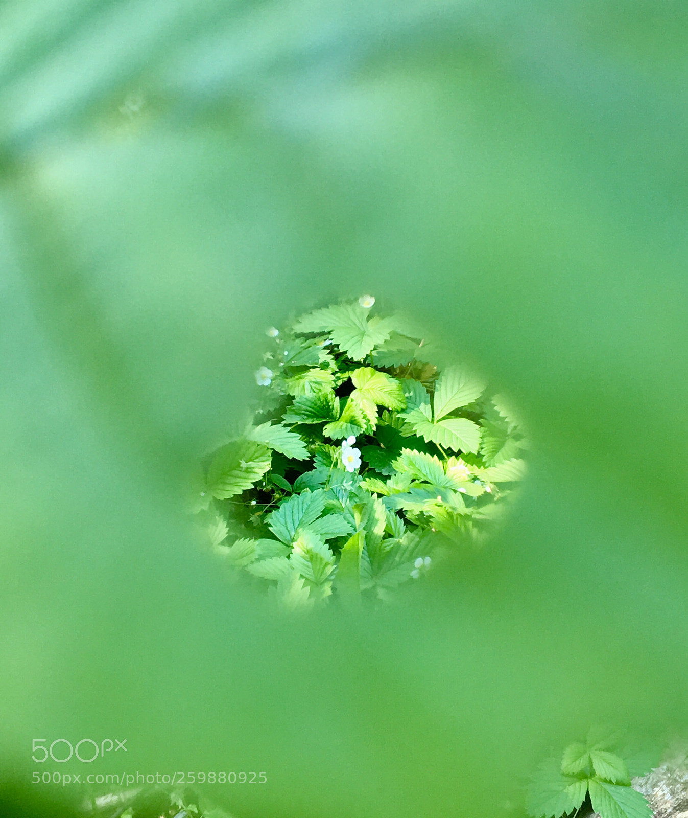 Apple iPhone 6s sample photo. Holey leaf! photography