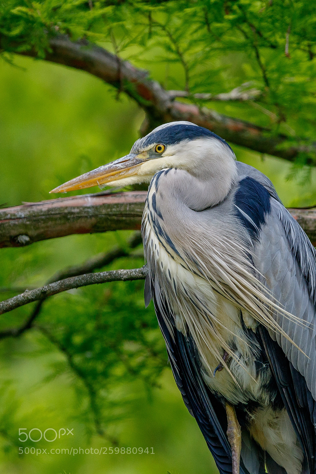 Canon EOS 7D Mark II sample photo. Fischreiher photography