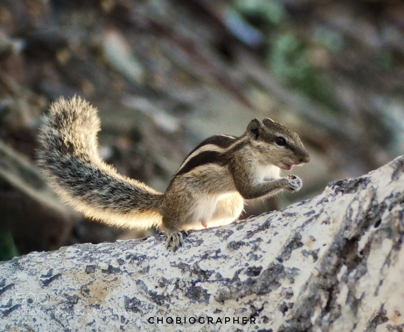 Nikon D7000 sample photo. Squirrel. photography