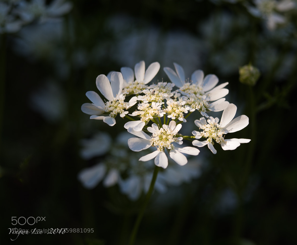 Canon EOS 5D Mark IV sample photo. Img 9950-1-2.jpg flowers photography