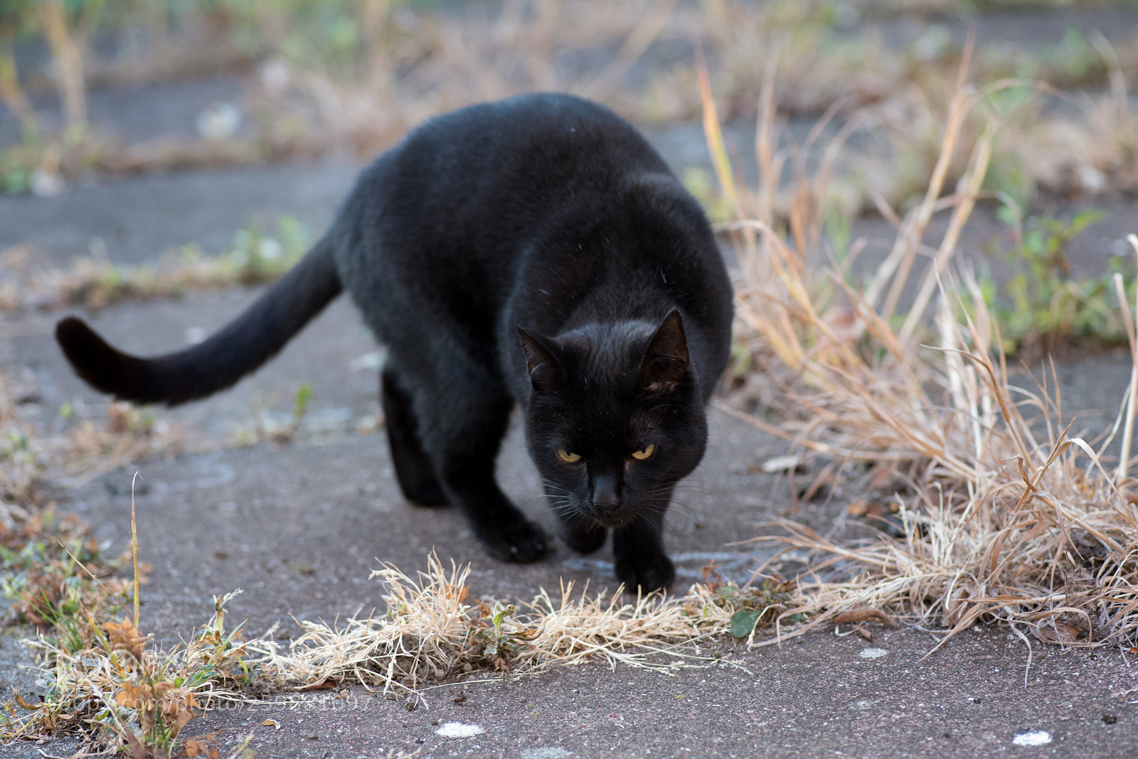 Nikon D810 sample photo. Black panther in my photography