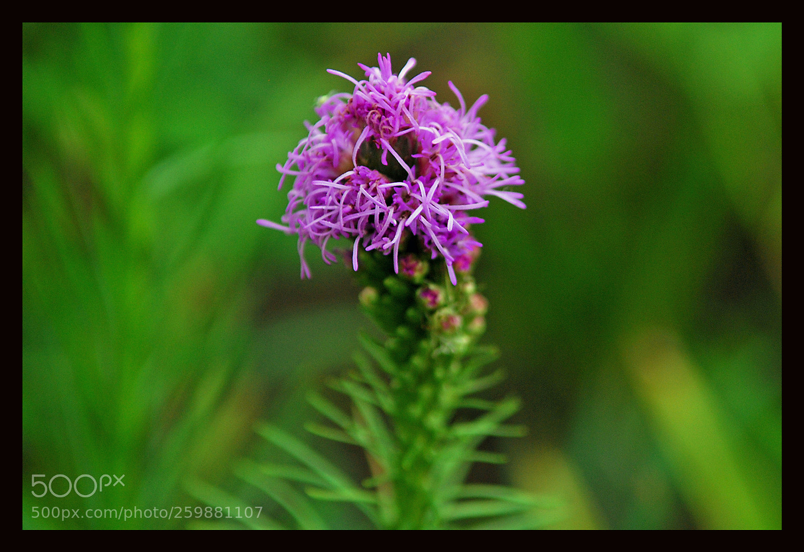 Nikon D80 sample photo. Flower photography