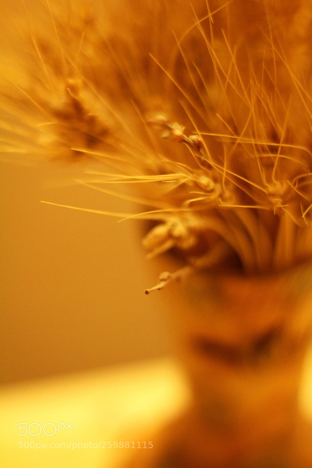 Canon EOS 700D (EOS Rebel T5i / EOS Kiss X7i) sample photo. Yellow photography