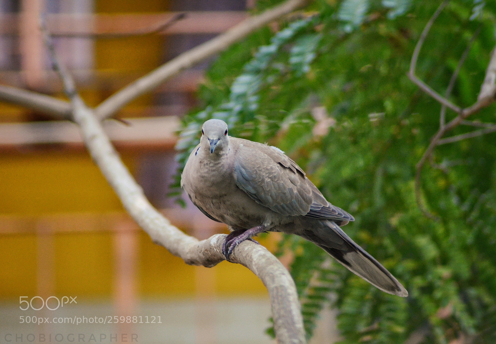 Nikon D7000 sample photo. Perched safely. photography