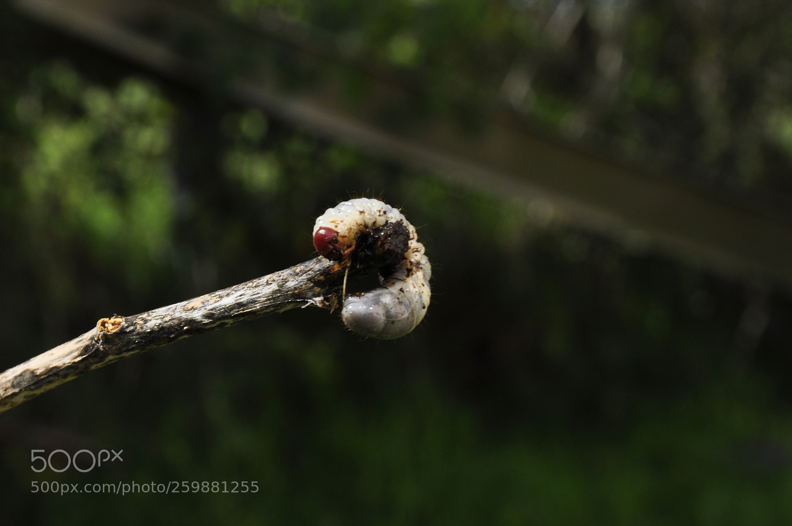 Nikon D90 sample photo. Caterpillar photography