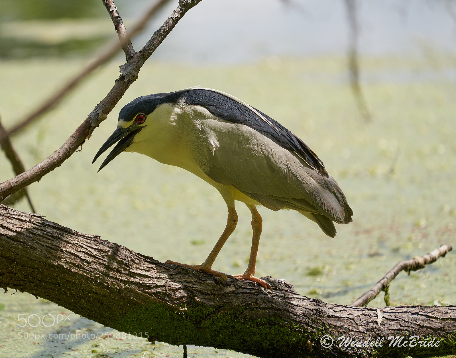 Sony a7R III sample photo. Black-crowned night-heron photography