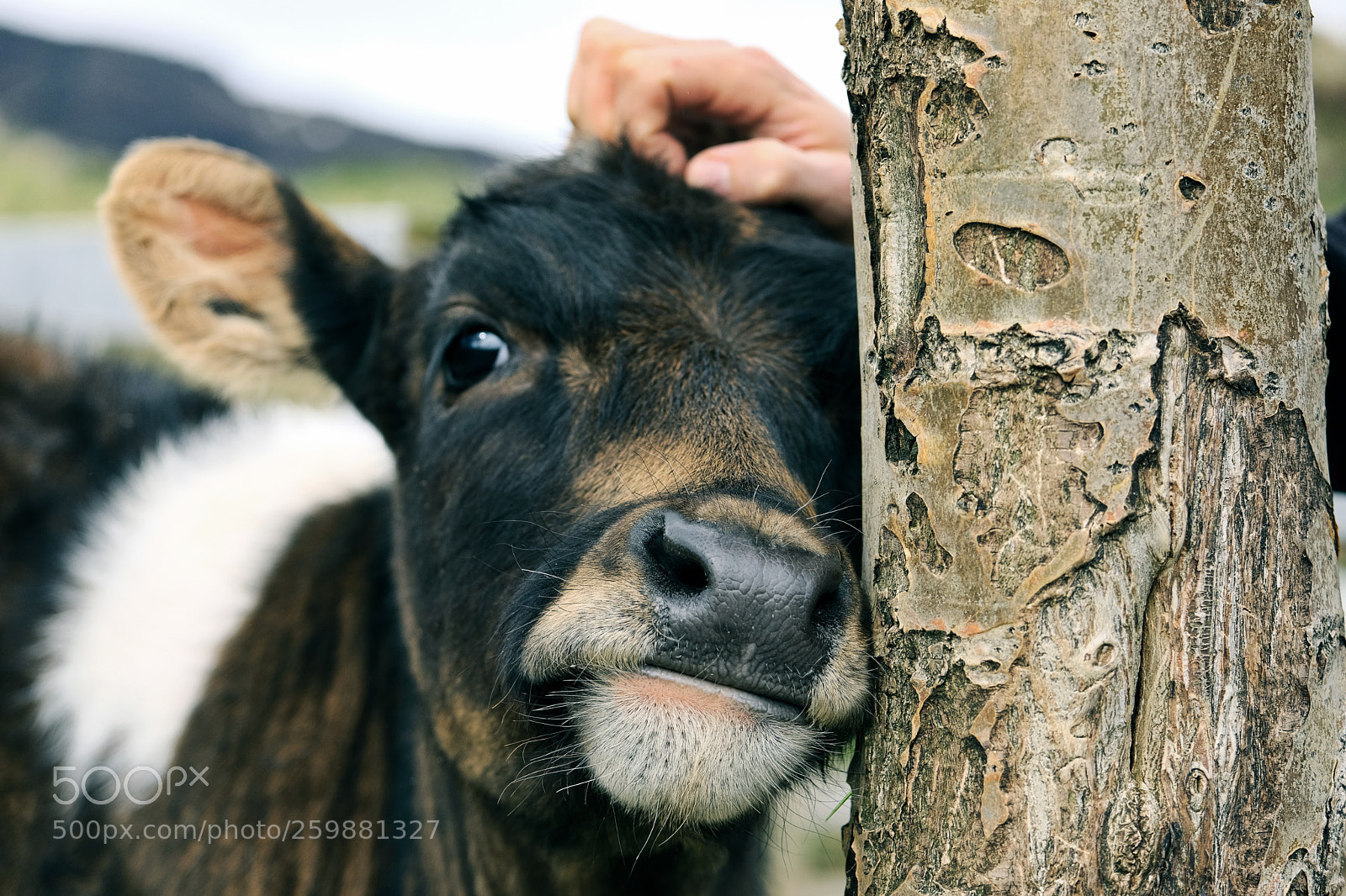 Fujifilm X-T20 sample photo. Like to be petted photography
