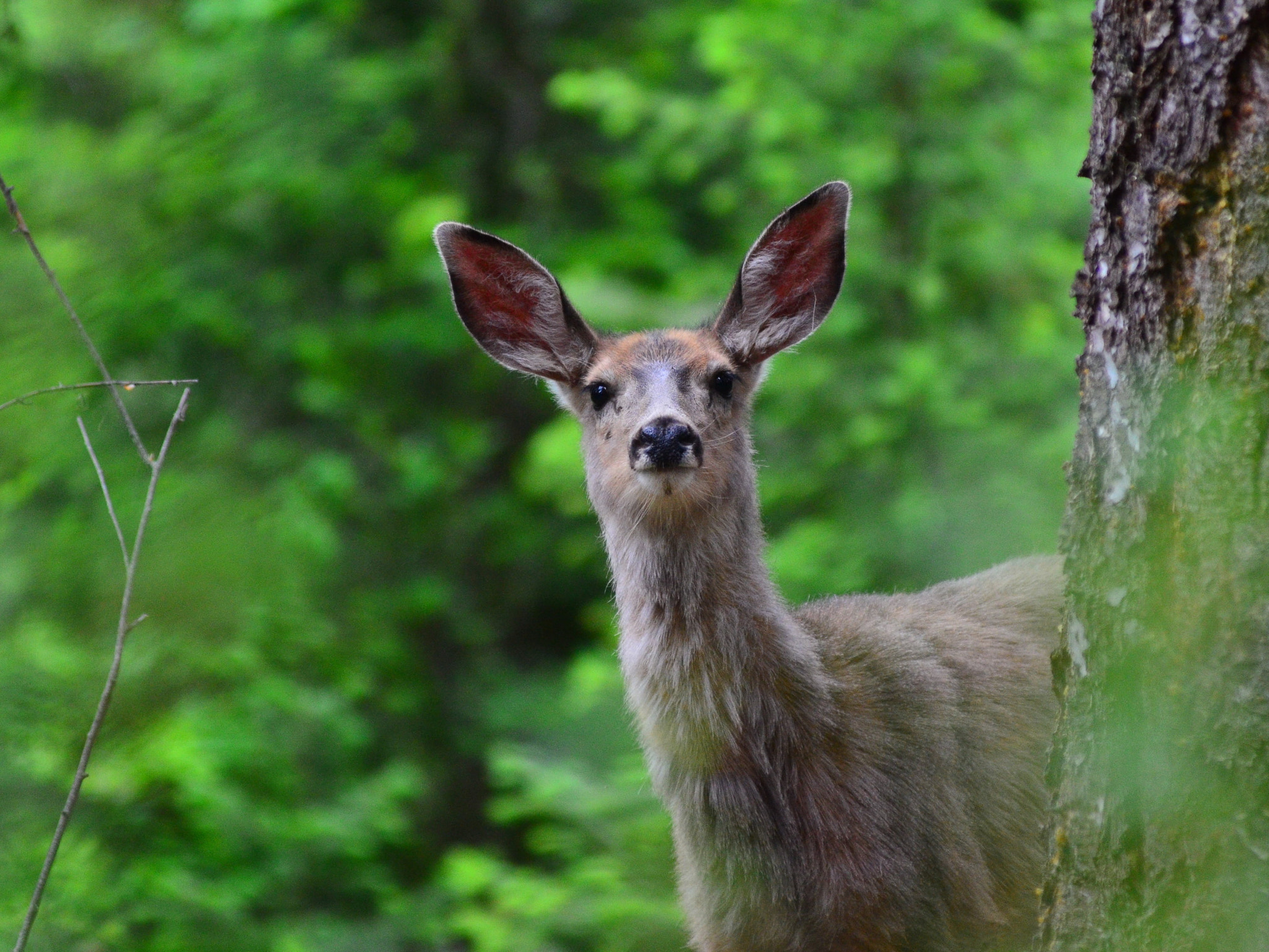 Nikon D7000 + Nikon AF-Nikkor 80-200mm F2.8D ED sample photo. All ears photography