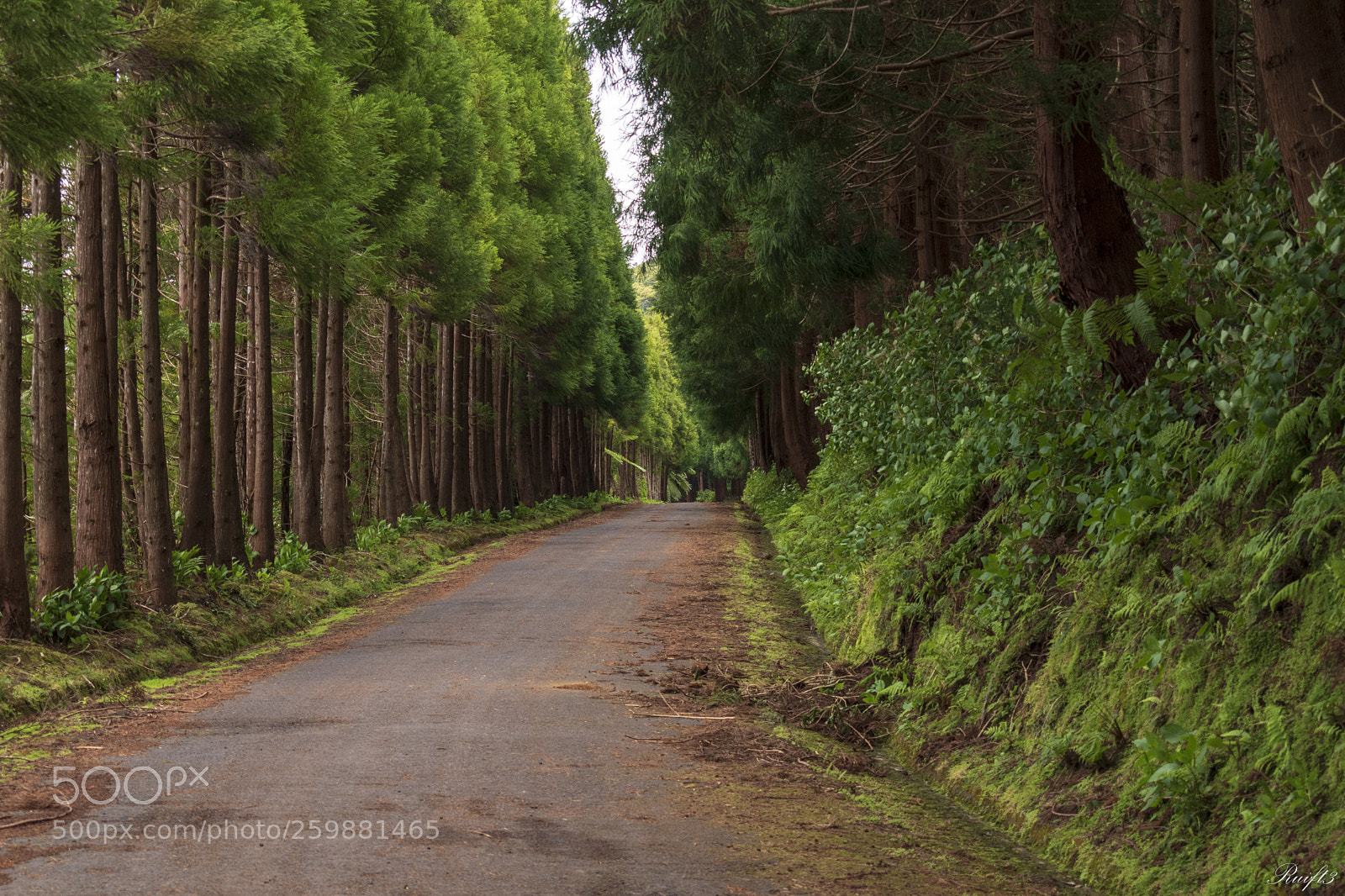 Nikon D5600 sample photo. A road photography
