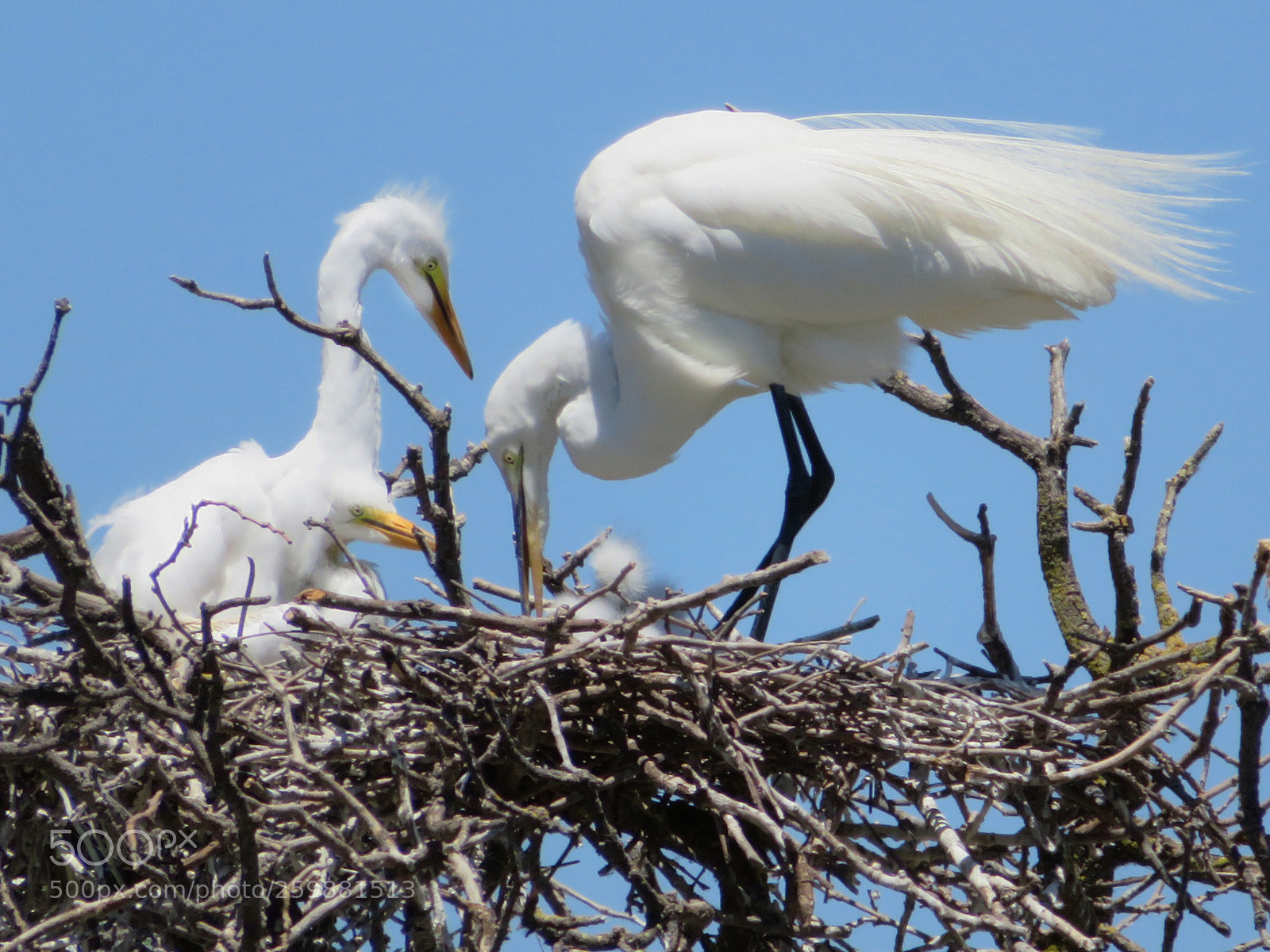 Canon PowerShot SX720 HS sample photo. Nesting neighbors  photography