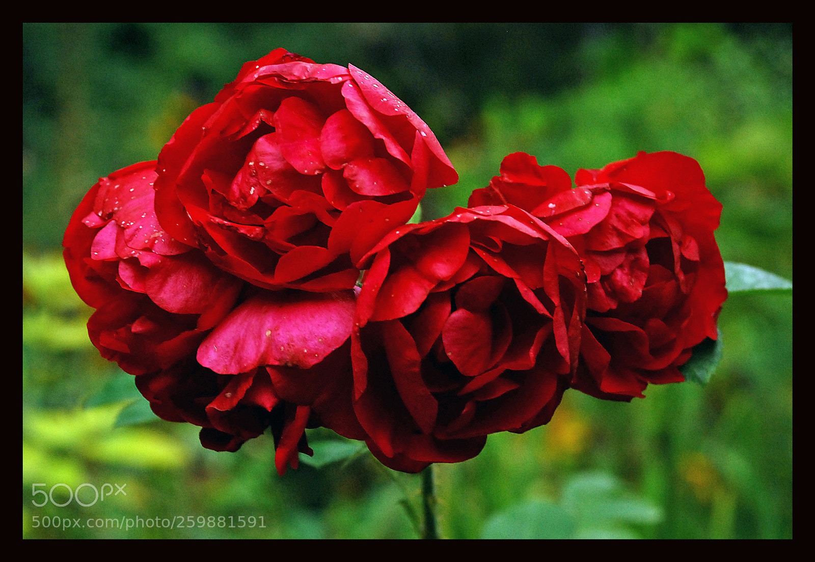Nikon D80 sample photo. Flowers photography