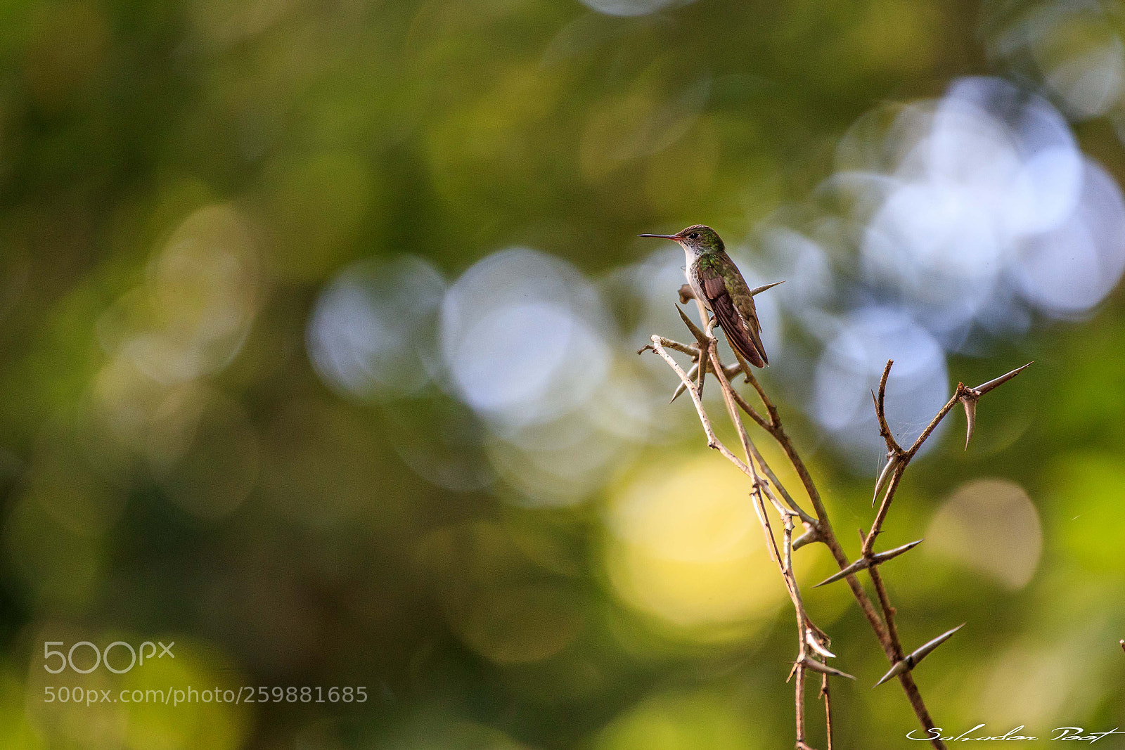 Canon EOS-1D X Mark II sample photo. Colibri candido photography