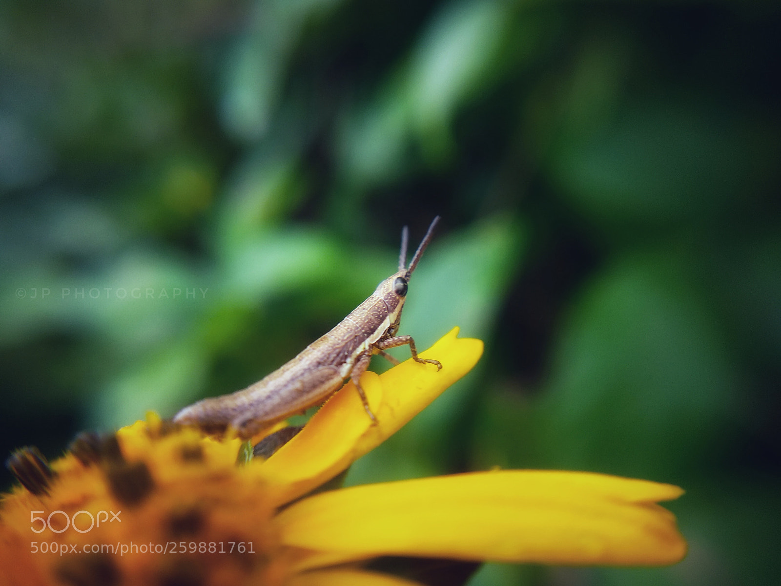 Xiaomi Mi A1 sample photo. Untitled photography