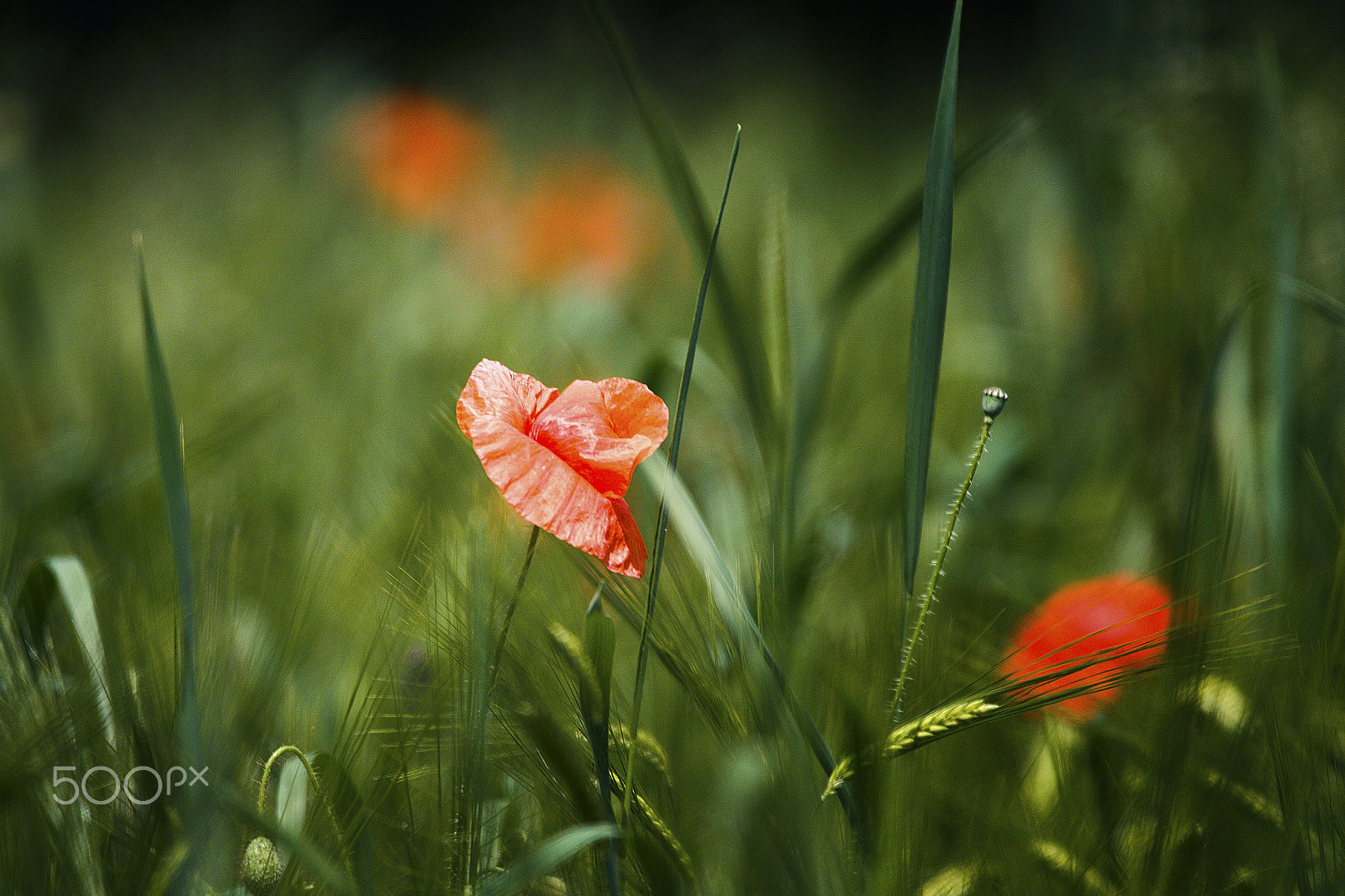 Sigma 150-600mm F5-6.3 DG OS HSM | C sample photo. Poppy... photography