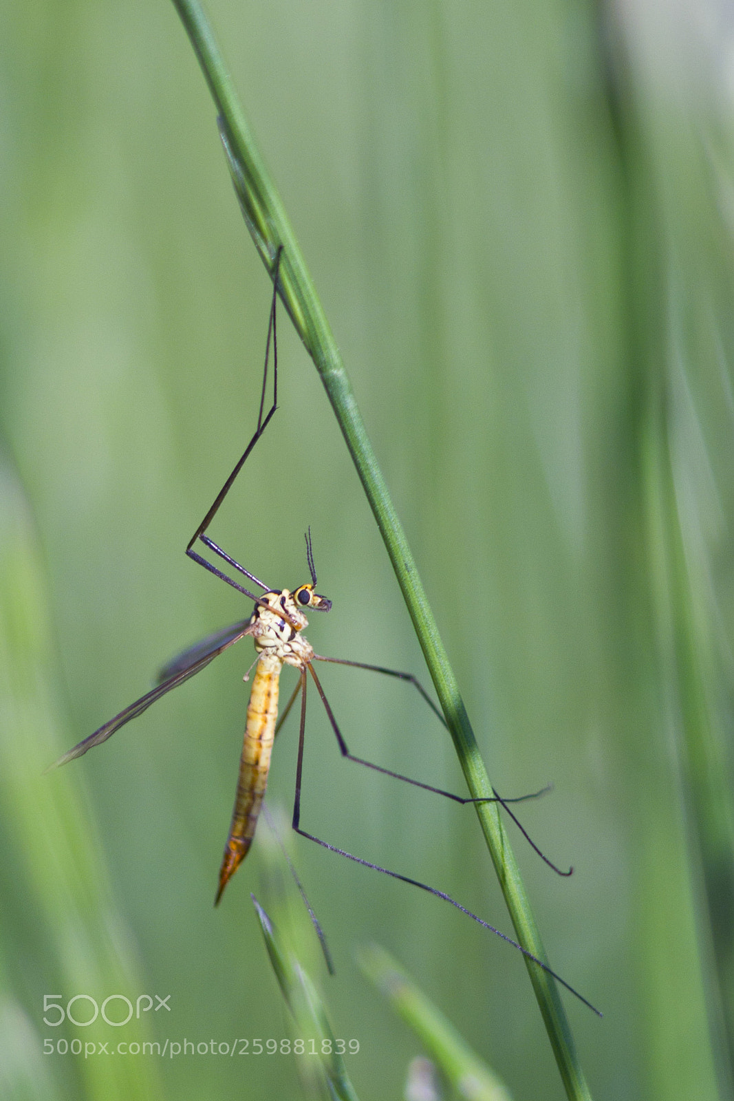 Canon EOS 60D sample photo. Yello photography