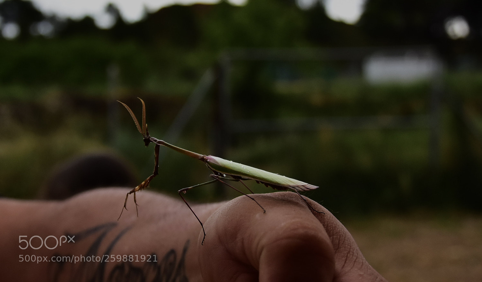 Nikon D7200 sample photo. Amantis insecto photography