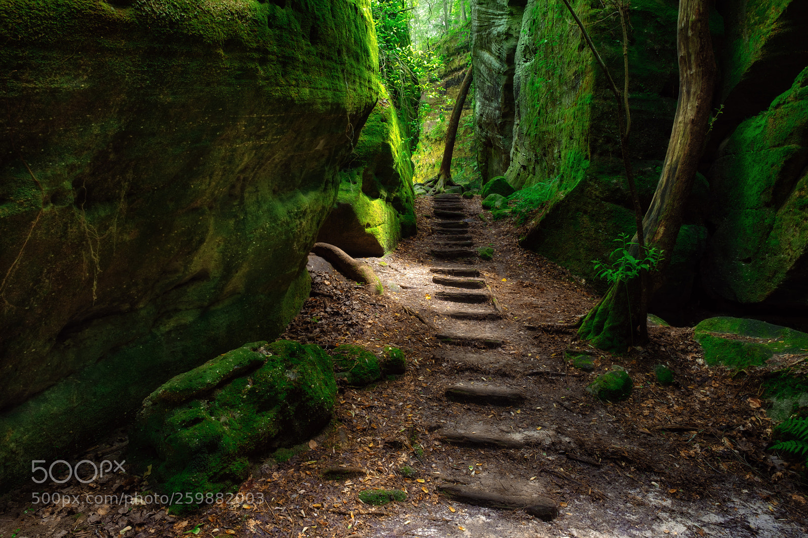 Fujifilm X-T2 sample photo. Dismals canyon photography