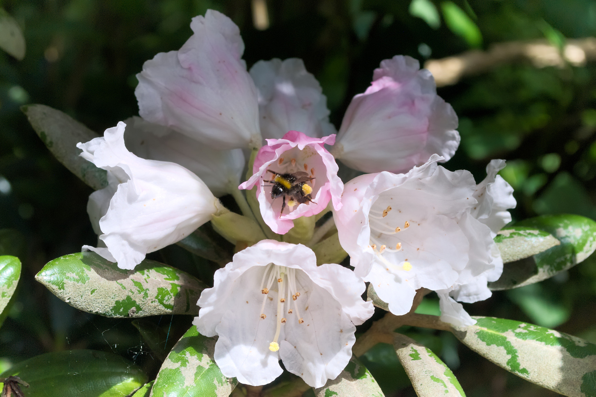 Nikon D60 sample photo. Bee in flower photography
