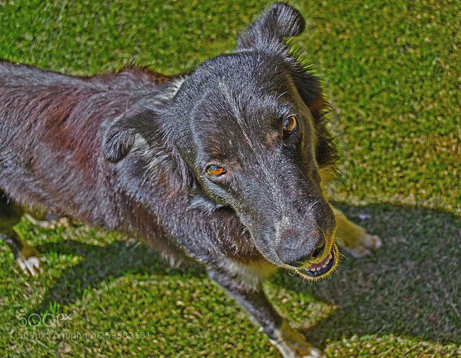 Nikon D3100 sample photo. Dog photography