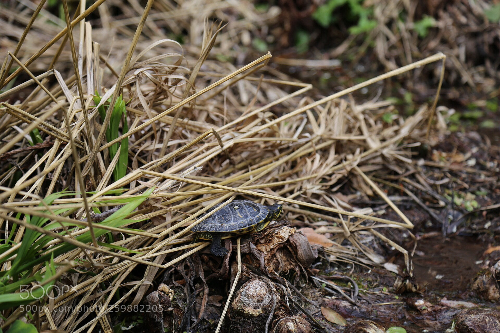 Canon EOS 6D sample photo. Pond life photography