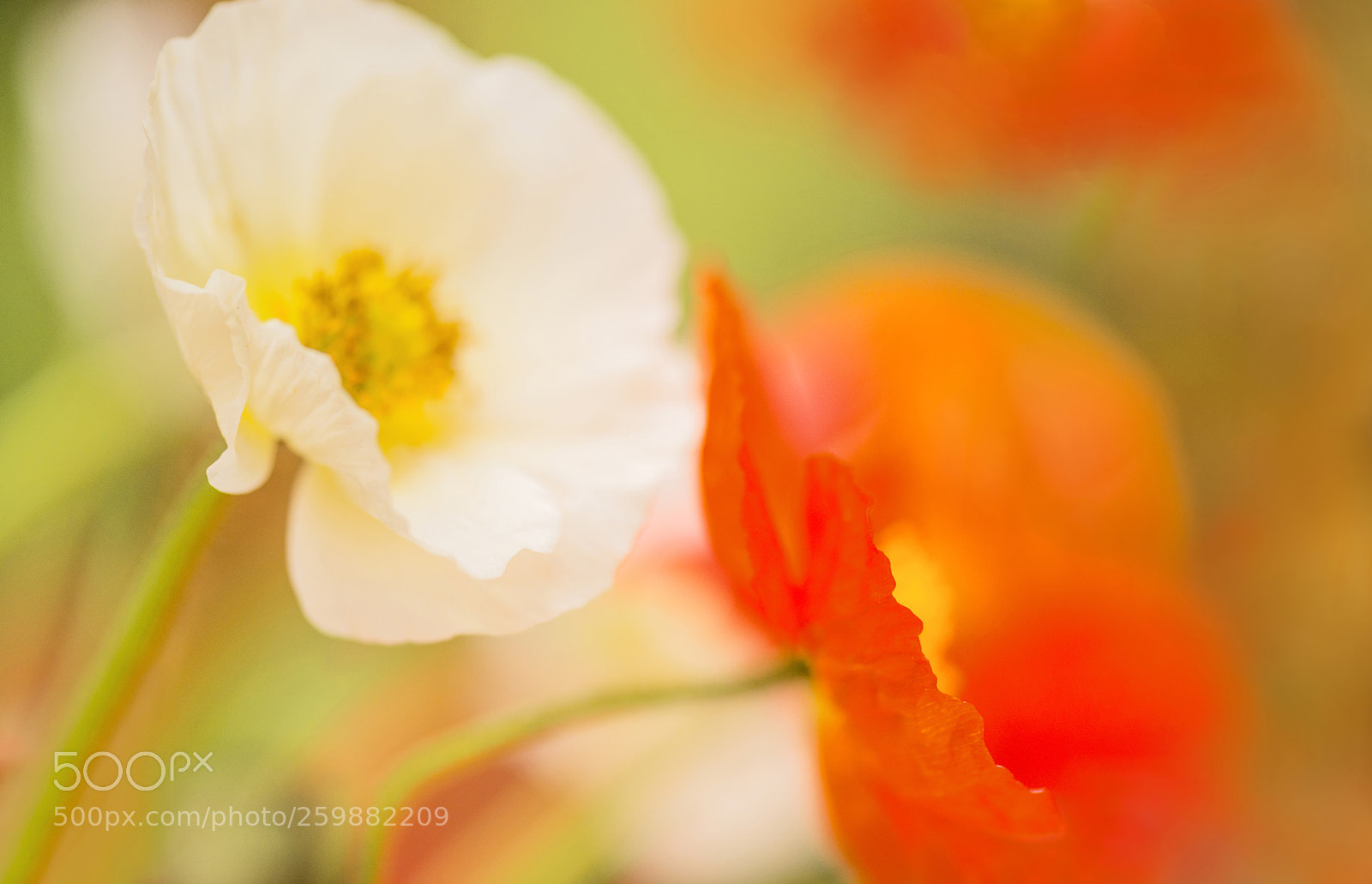 Nikon D800 sample photo. Poppydreams photography