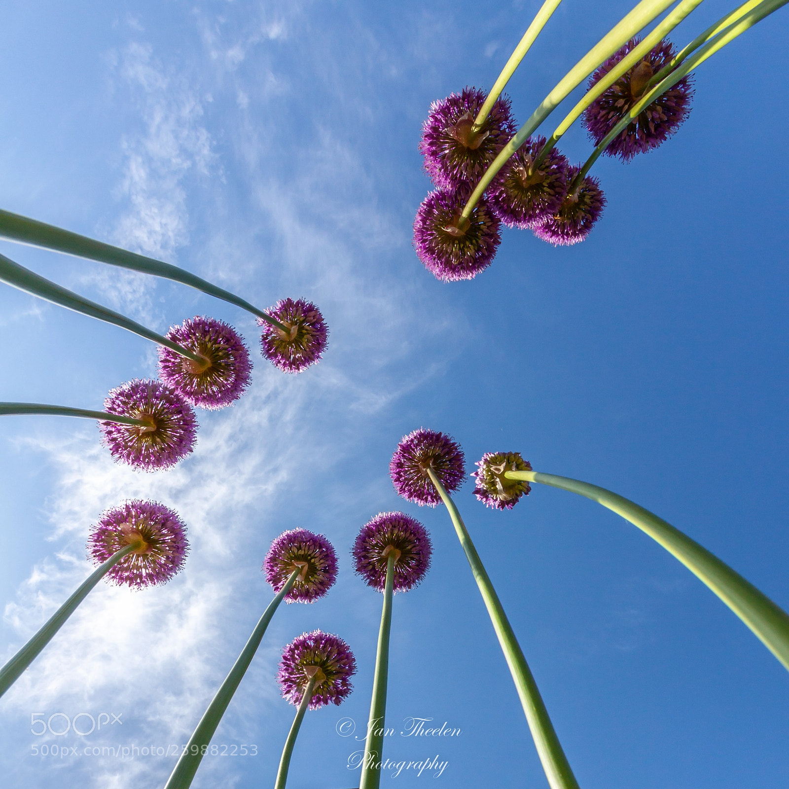Canon EOS 50D sample photo. Reaching for the sky photography