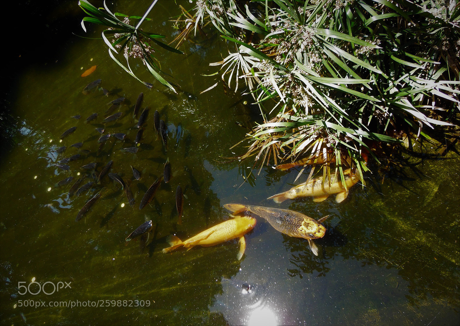 Samsung WB1100F/WB1101F/WB1102F sample photo. "laguna" photography