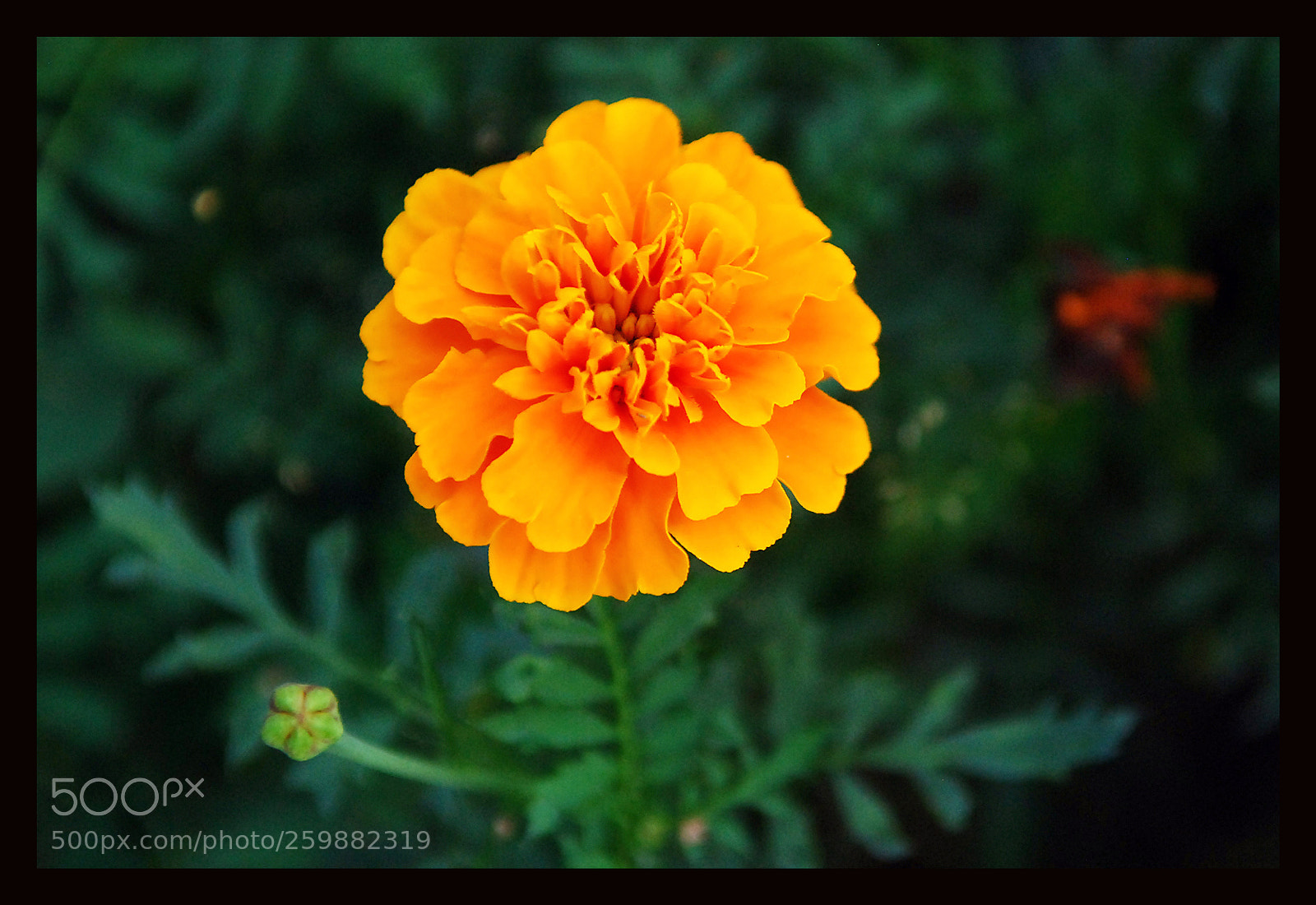 Nikon D80 sample photo. Flower photography