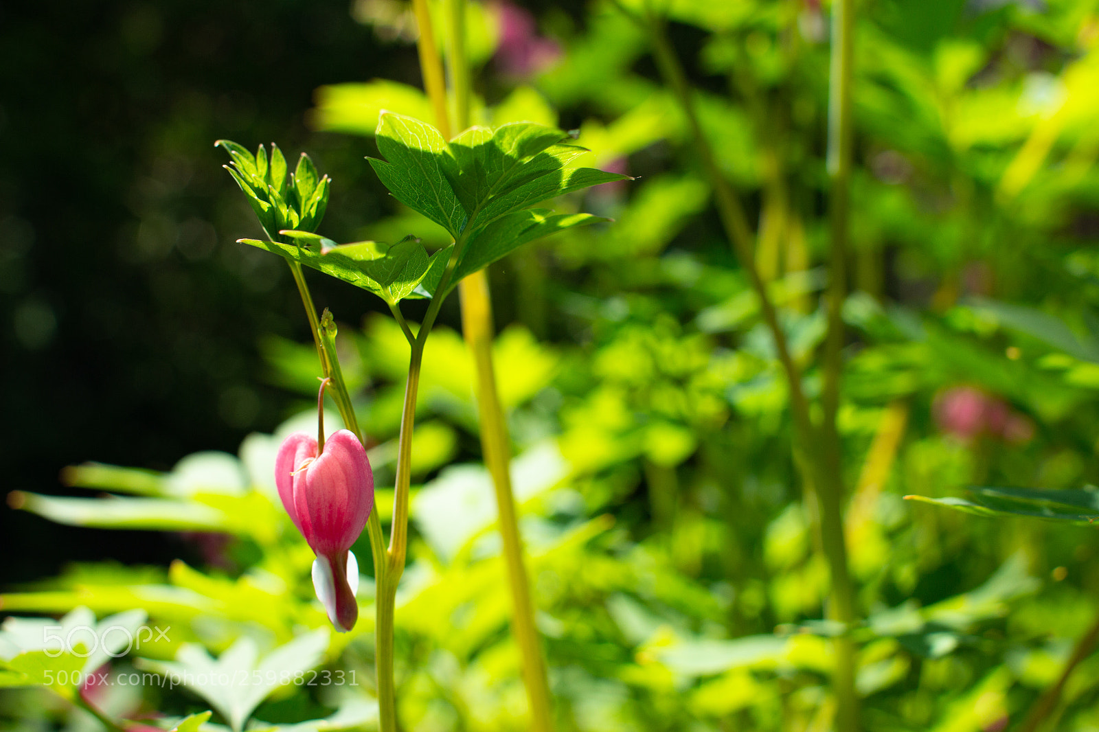 Canon EOS 700D (EOS Rebel T5i / EOS Kiss X7i) sample photo. Bleeding heart single blossom photography