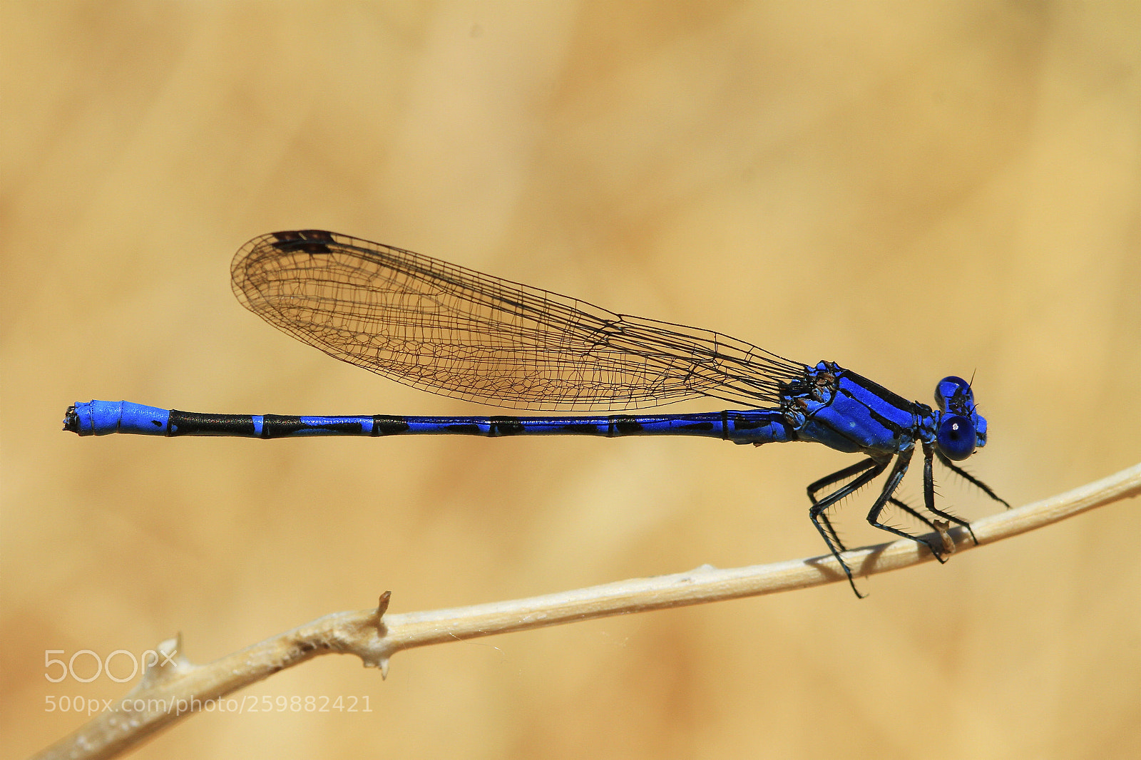 Canon EOS 7D sample photo. Damselfly photography