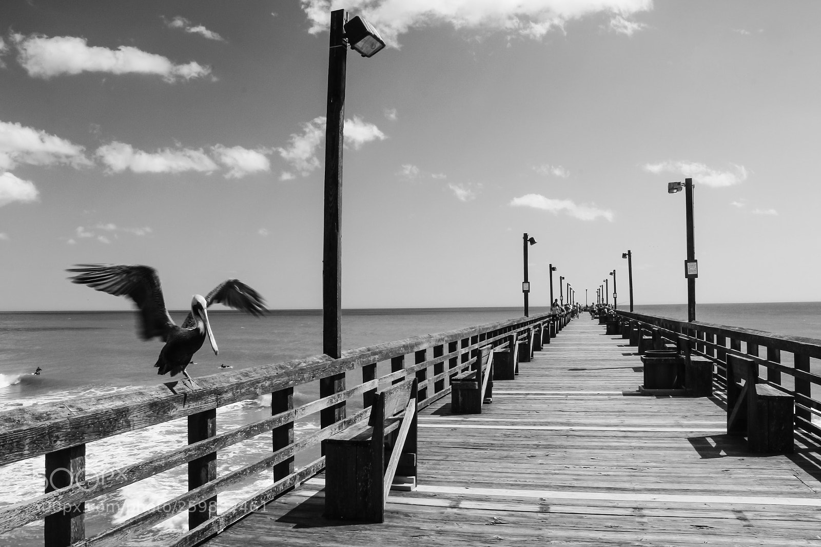 Canon EOS 60D sample photo. Pelicanbw photography
