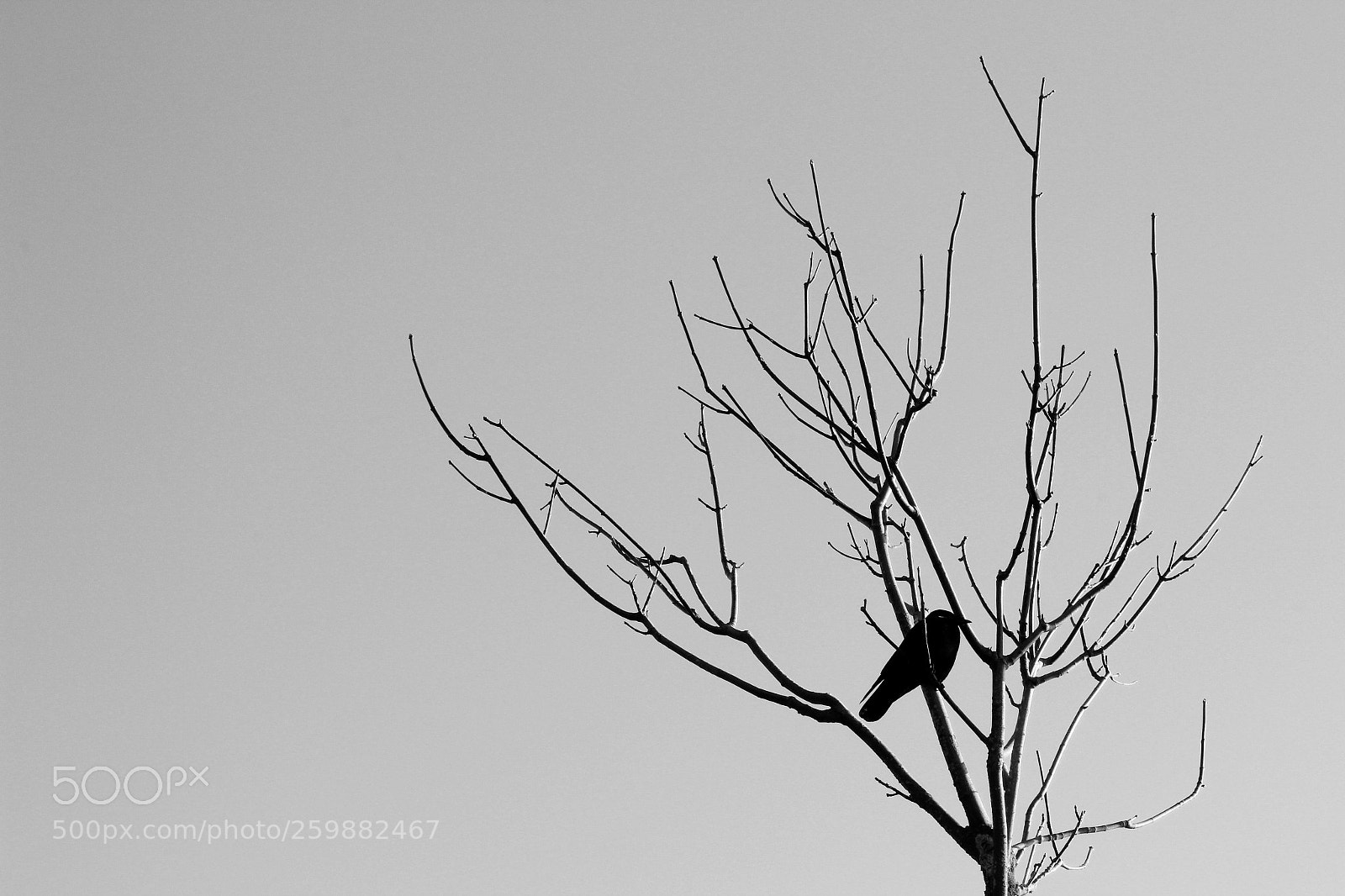 Canon EOS 60D sample photo. Crow photography