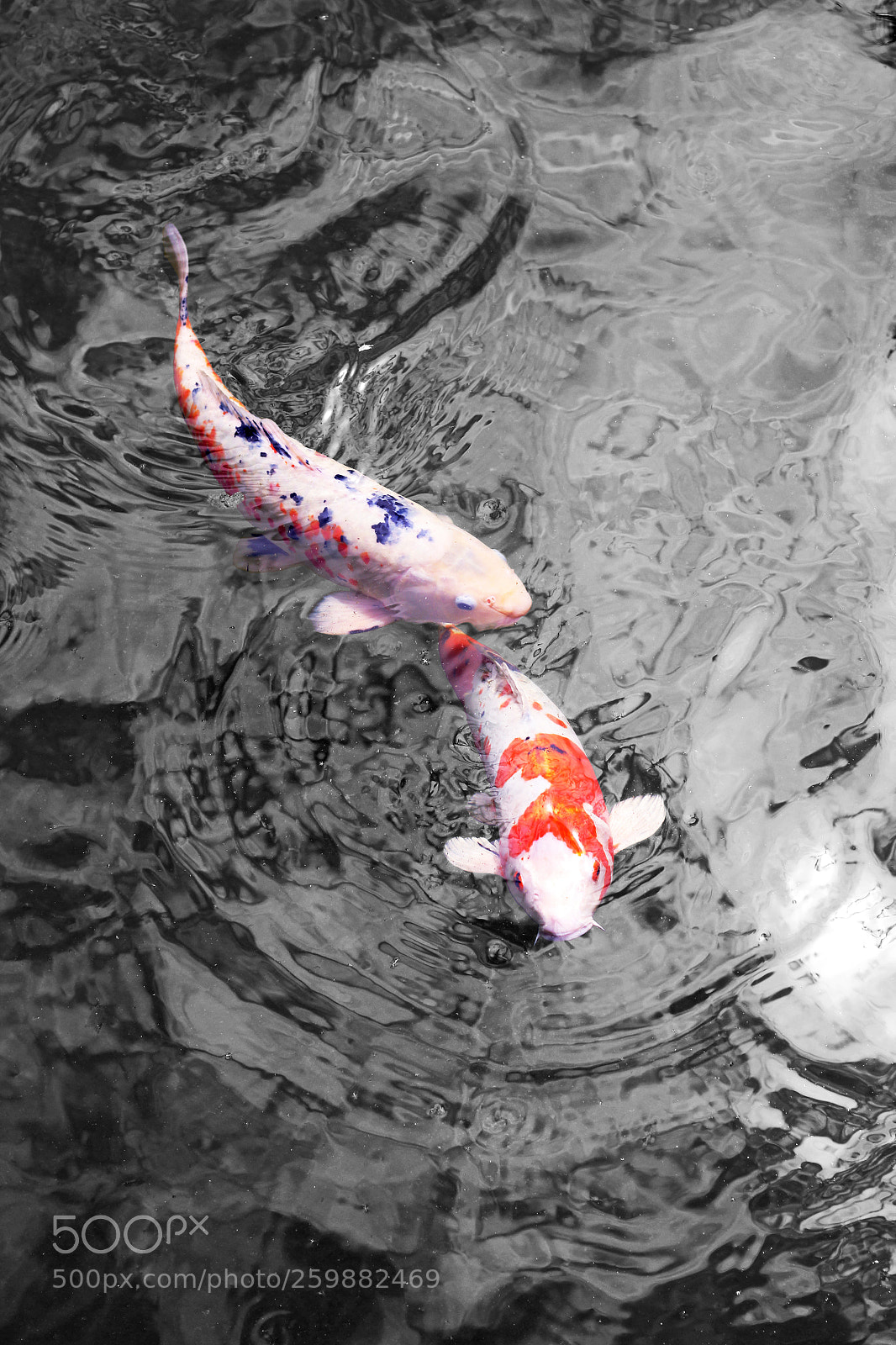 Canon EOS 60D sample photo. Edited photography