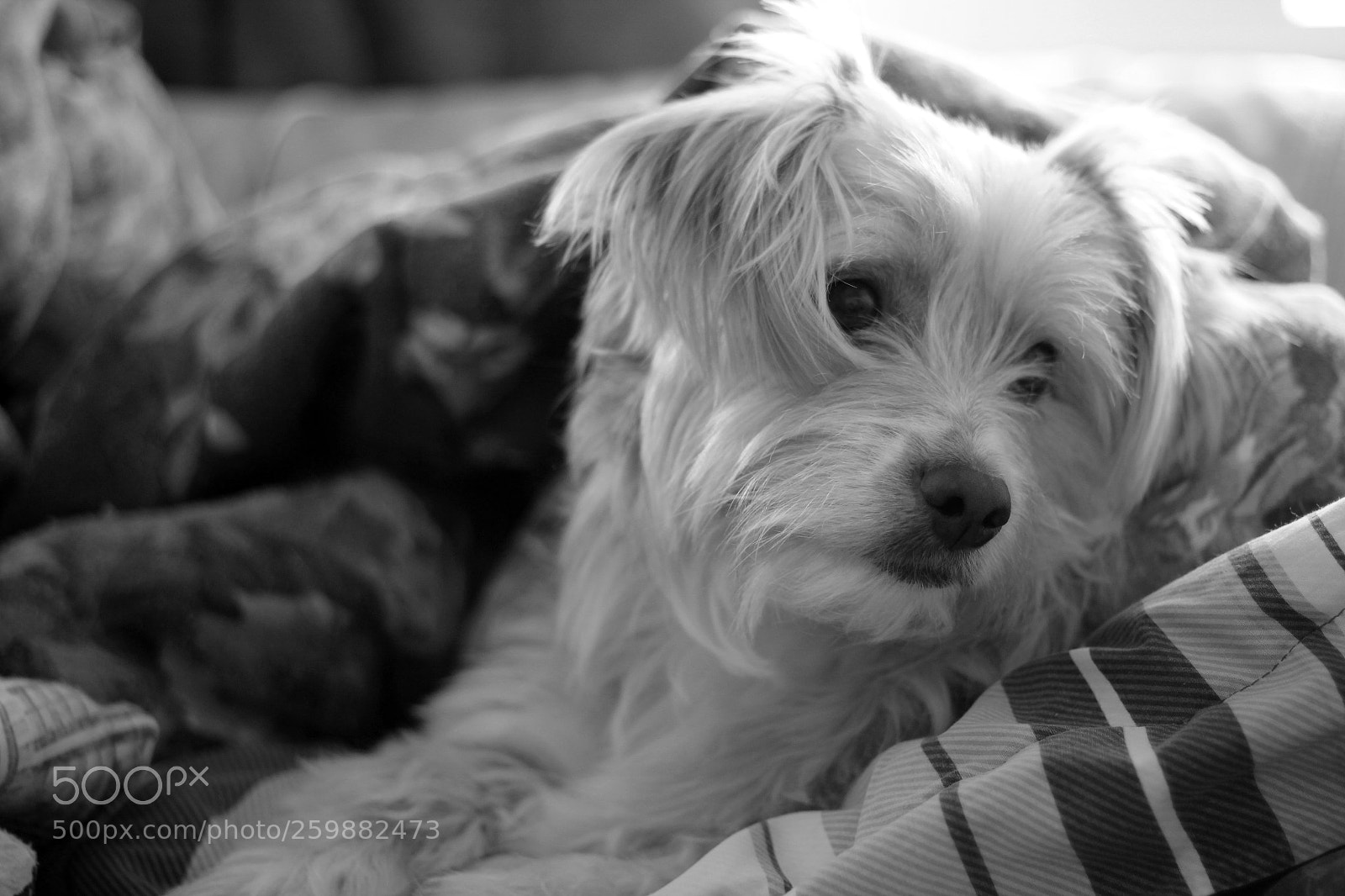 Canon EOS 60D sample photo. Julian photography