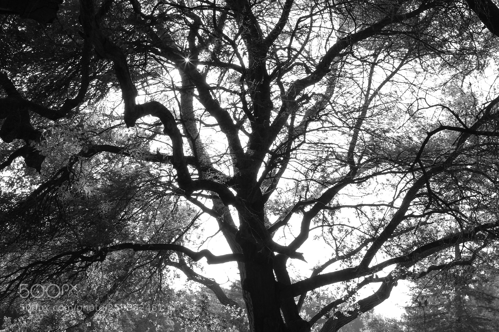 Canon EOS 60D sample photo. Tree# photography