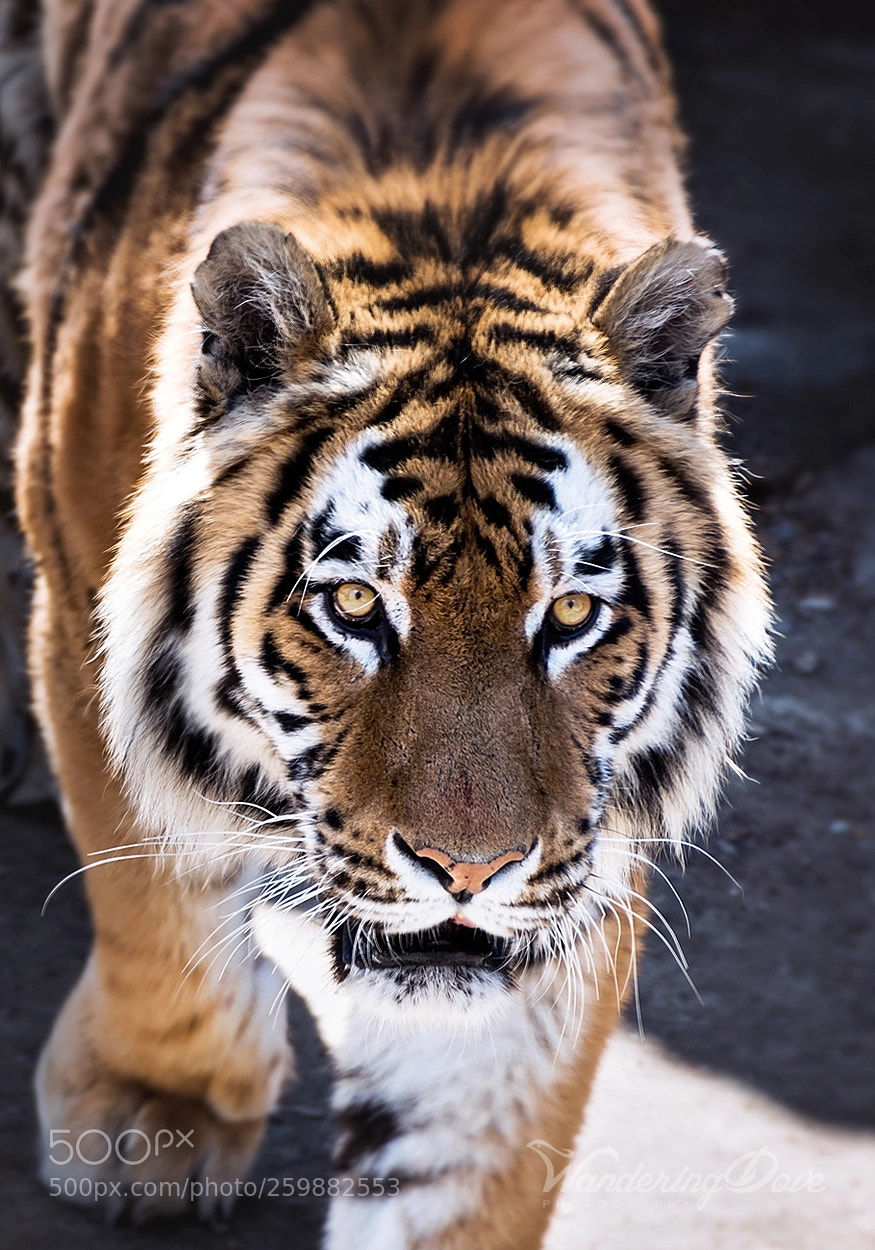 Nikon D3200 sample photo. The mighty hunter photography