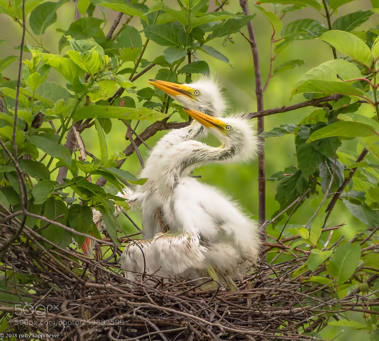 Nikon D7200 sample photo. White egrets photography