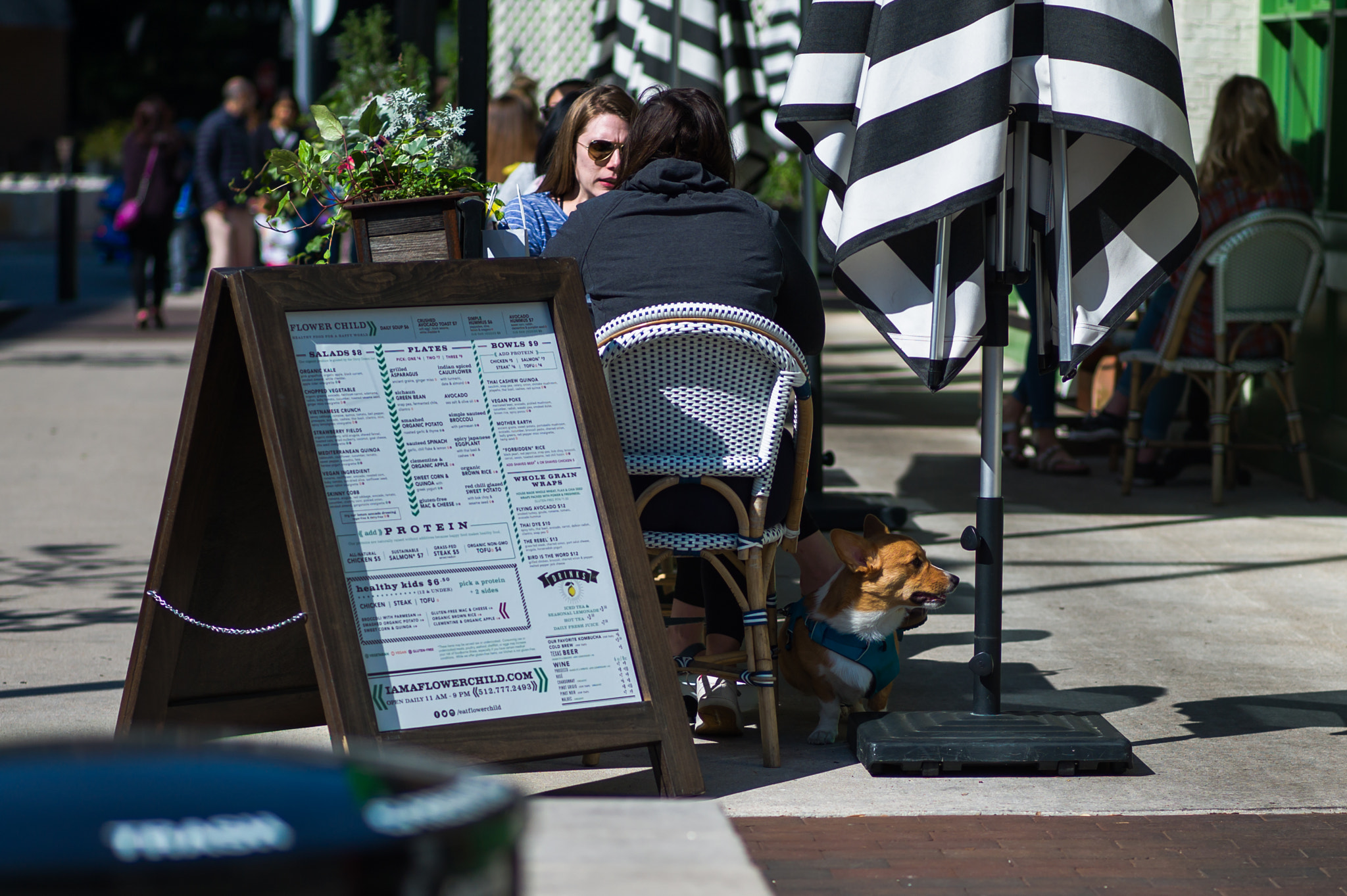 Leica M9 sample photo. Corgi photography