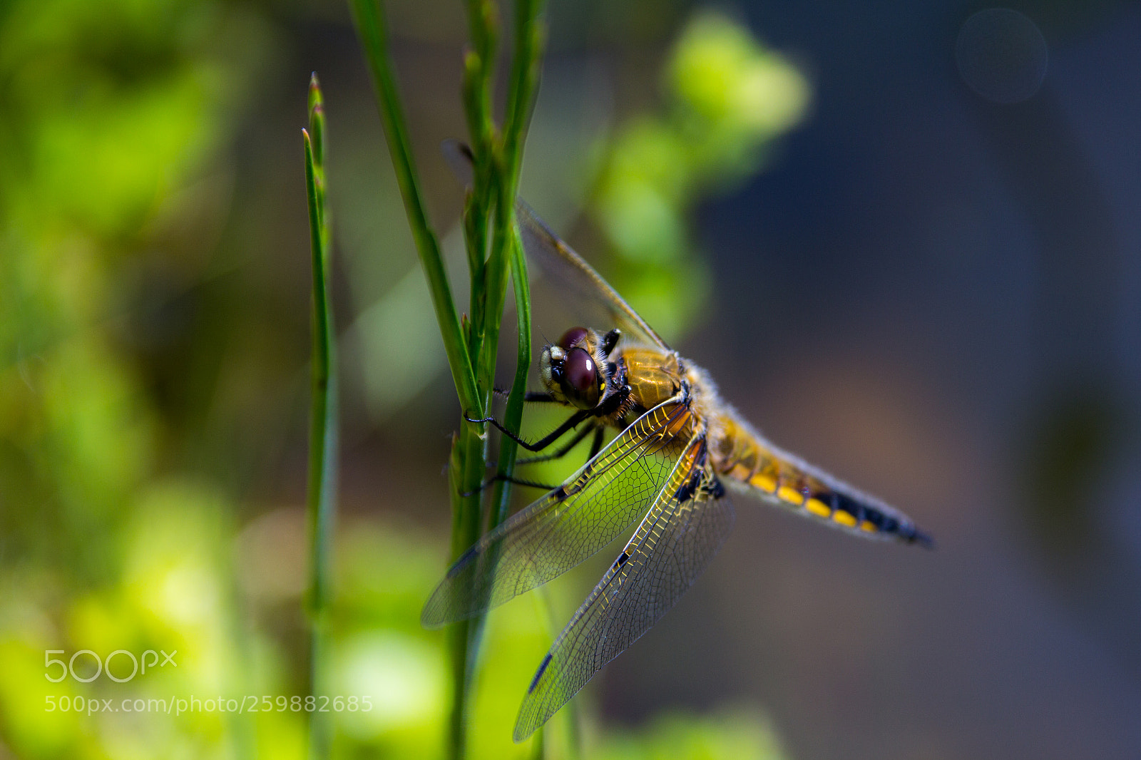 Canon EOS 60D sample photo. Libelle photography