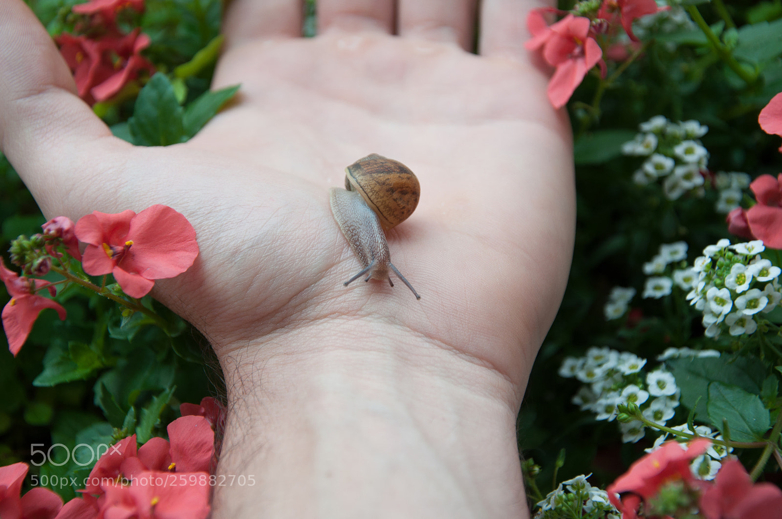 Nikon D90 sample photo. Alive photography
