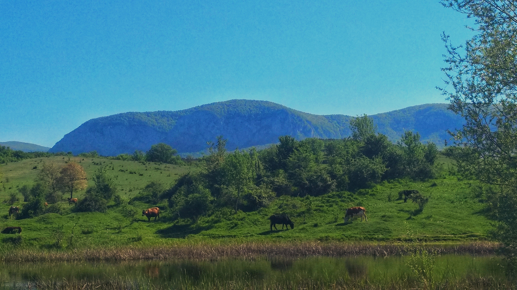Xiaomi MI MAX 2 sample photo. Pasture in the valley of the river photography