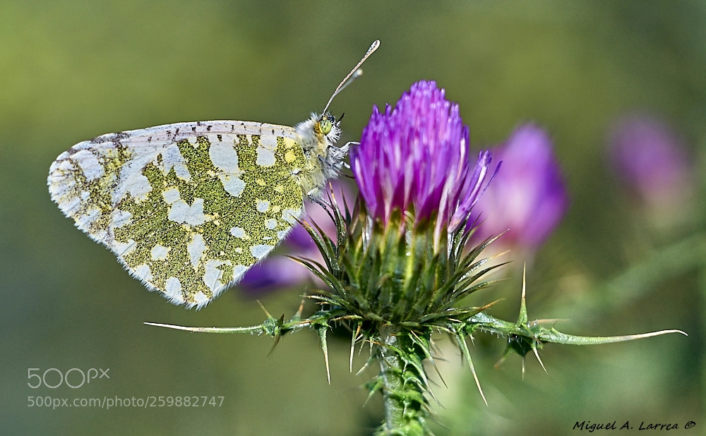 Sony ILCA-77M2 sample photo. Western dappled white photography