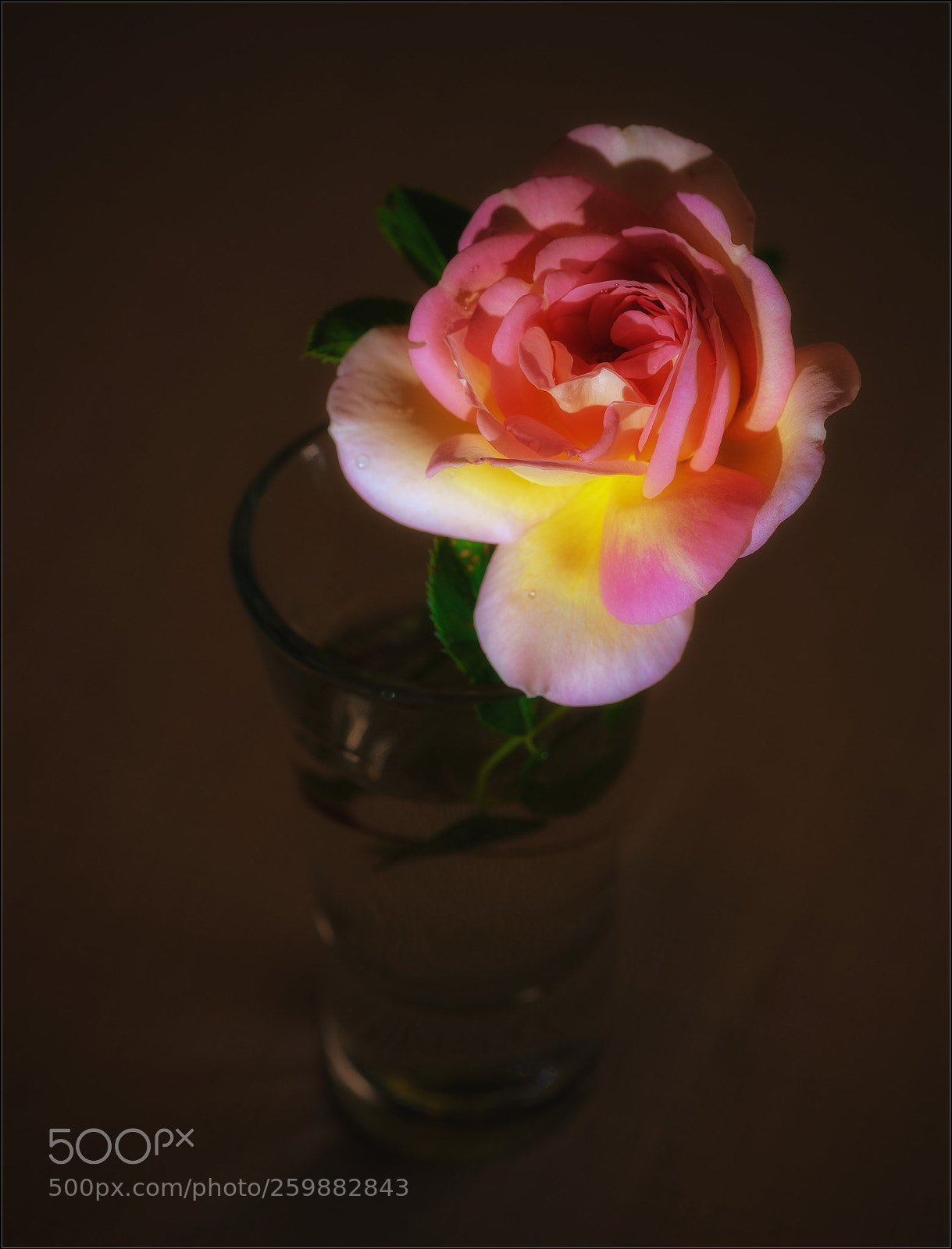 Fujifilm X-T2 sample photo. Briar photography