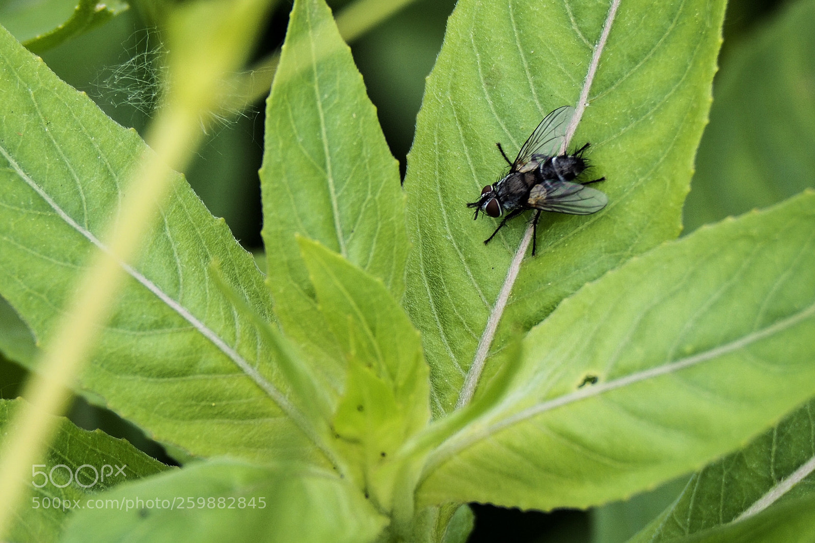 Olympus OM-D E-M10 II sample photo. Fly photography