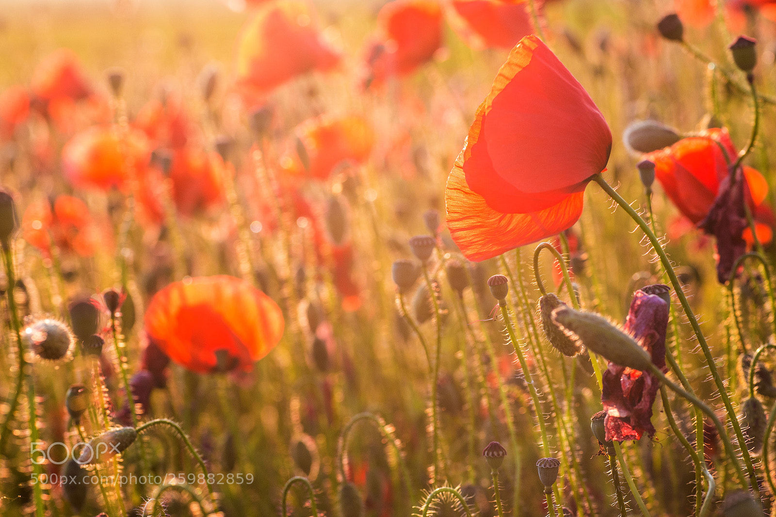Canon EOS 6D sample photo. Poppy in sunset photography