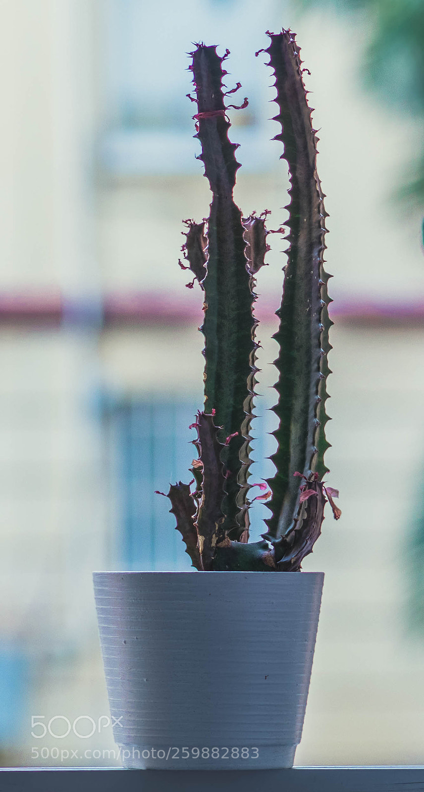 Canon EOS 1300D (EOS Rebel T6 / EOS Kiss X80) sample photo. Cactus on window photography